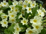 FZ004598 Dew on Primroses.jpg